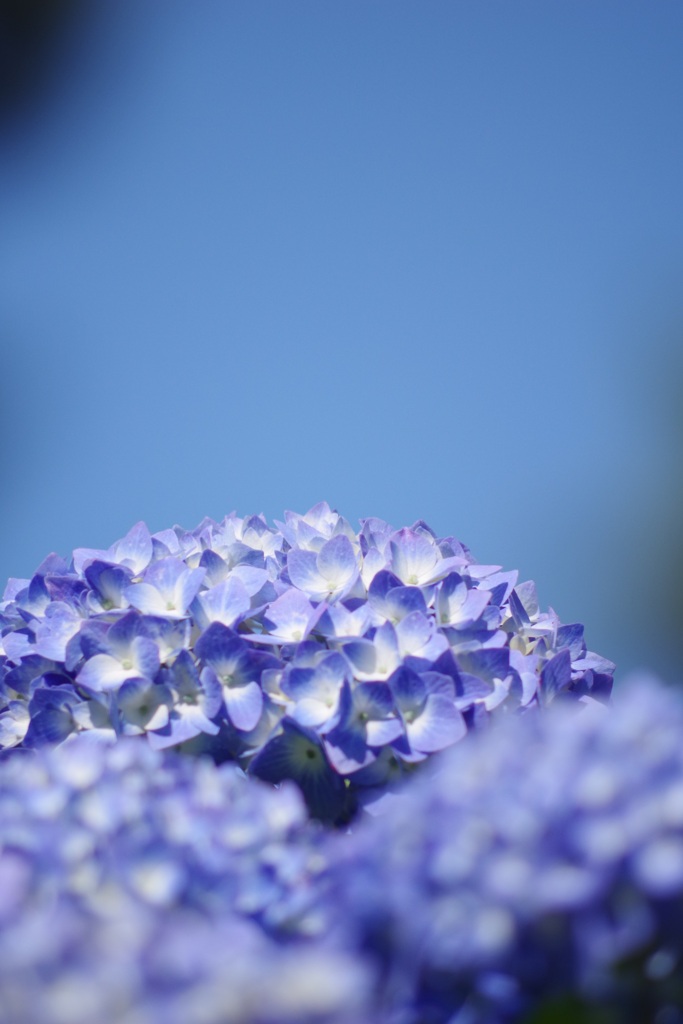 アジサイブルー