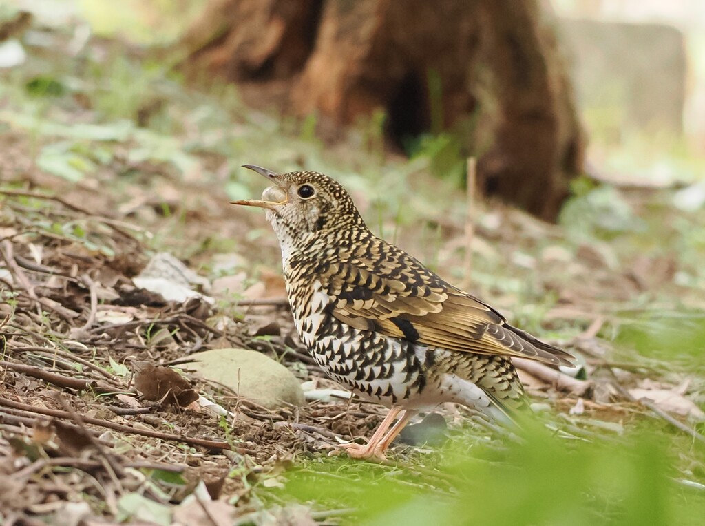 食事中のトラツグミ