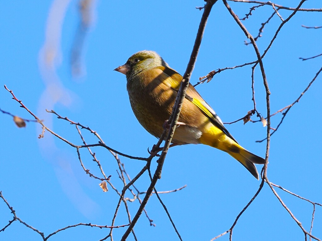 カワラヒワ