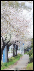 地元の桜