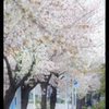 地元の桜