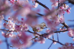 桜と鳥