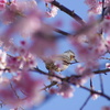 桜と鳥