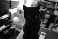 家の三男猫