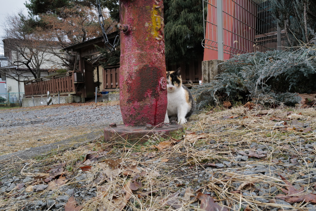 どこかの飼い猫かも