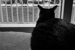 窓際と長男猫