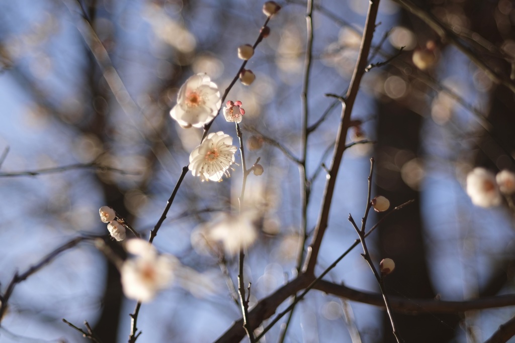 今年の白梅