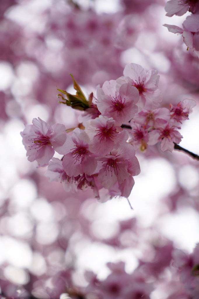 大山河津桜まつり