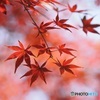 紅葉 ③