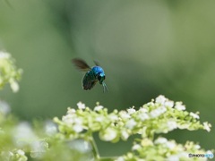 大青蜂 ①