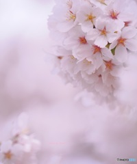 桜咲く ②