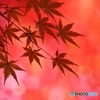 紅葉 ⑦
