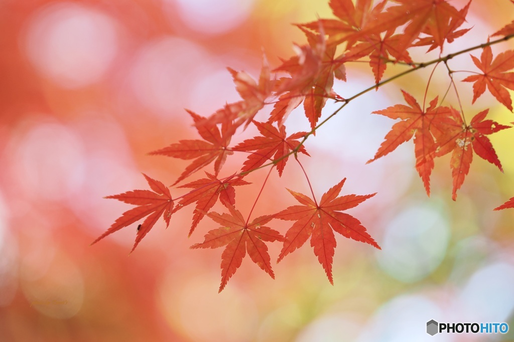 紅葉始まり ②