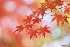 紅葉始まり ②