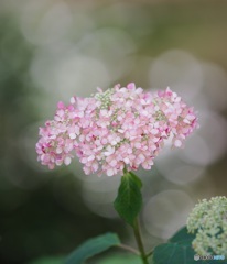 紫陽花 ③