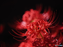彼岸花 ④