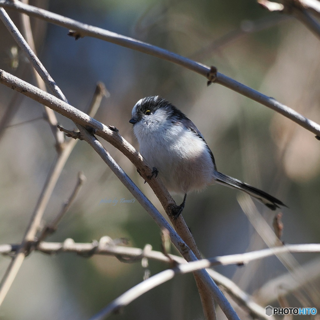 鳥撮り再開 ②