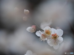 白梅