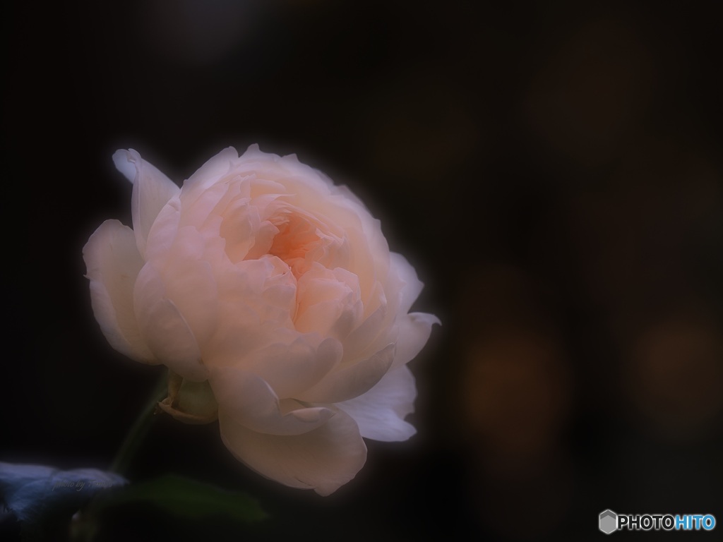 晩秋のバラ ③