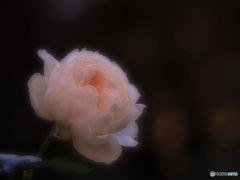 晩秋のバラ ③