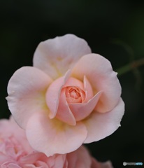 春バラ ④