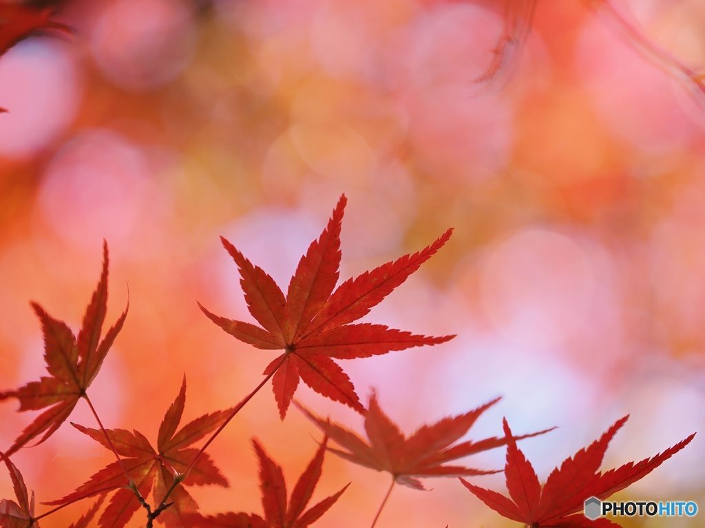 紅葉 ④