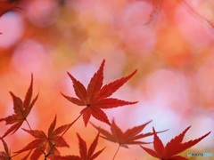 紅葉 ④