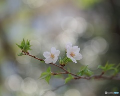 桜 ①