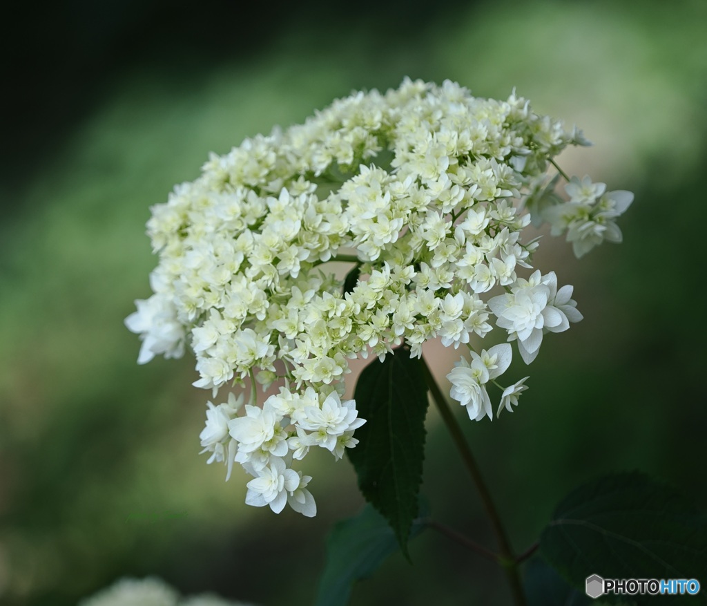 紫陽花  ～ ヘイズスターバースト ①