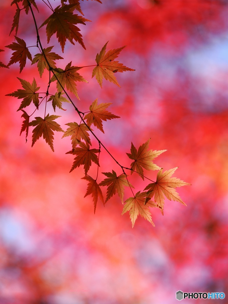 紅葉 ⑧