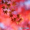 紅葉 ⑧