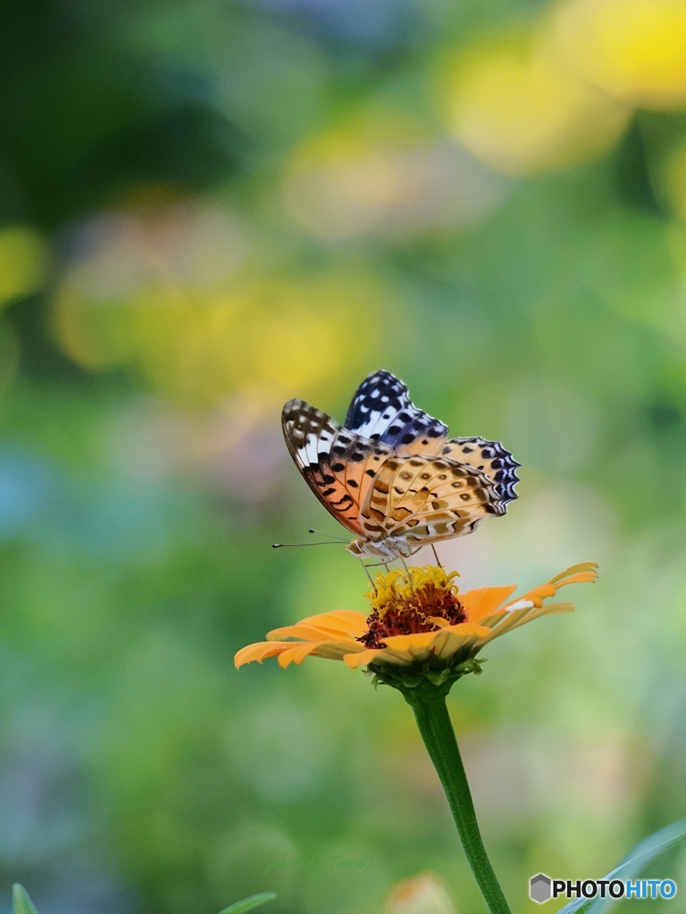 百日草にツマグロヒョウモン