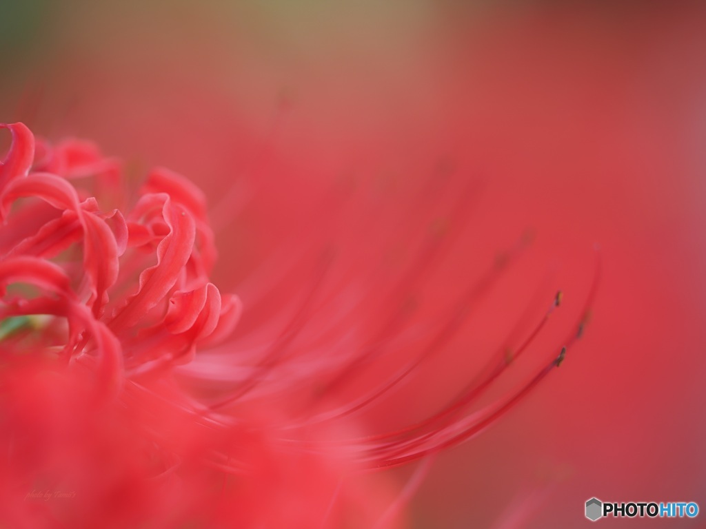 彼岸花 ①
