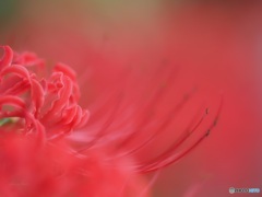 彼岸花 ①