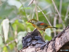相思鳥 ①