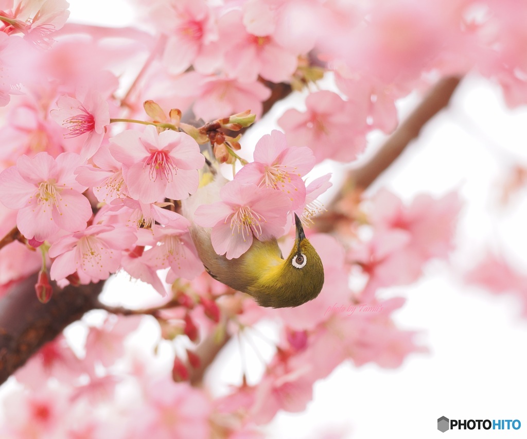 桜メジロ