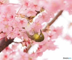 桜メジロ