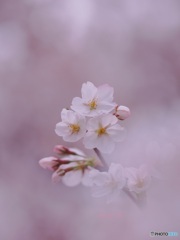 桜 ③