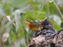 相思鳥 ②
