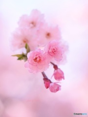 桜咲く ③