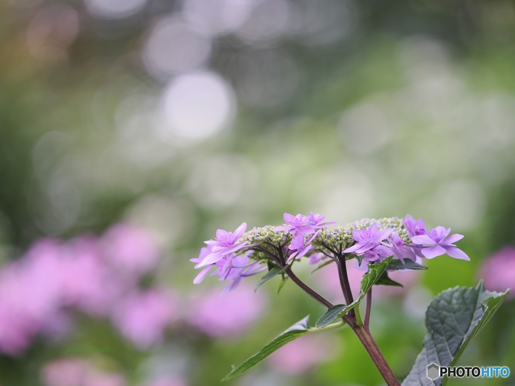 紫陽花 ①