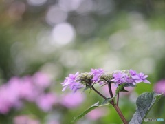 紫陽花 ①