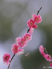 紅梅