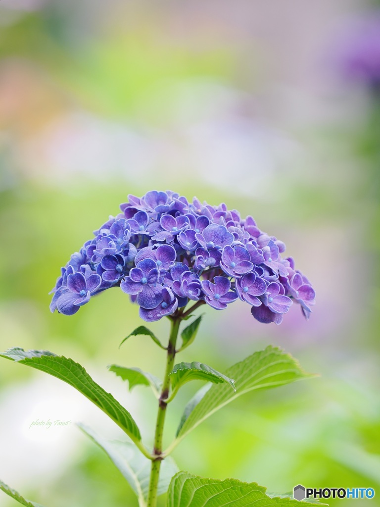 紫陽花 ②