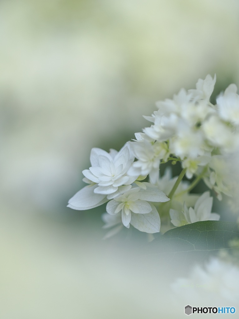 紫陽花 ～ ヘイズスターバースト ②