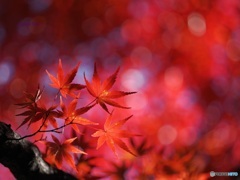 紅葉 ⑥