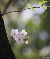 桜 ②