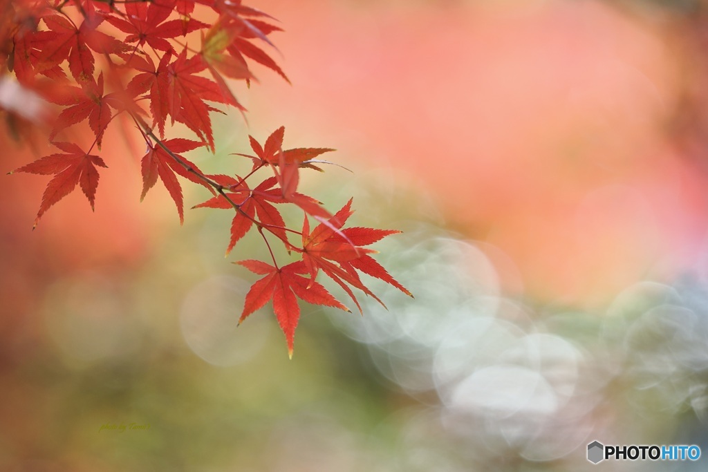 紅葉 ⑤