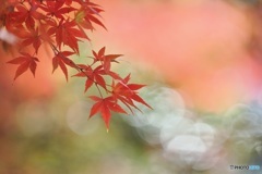 紅葉 ⑤