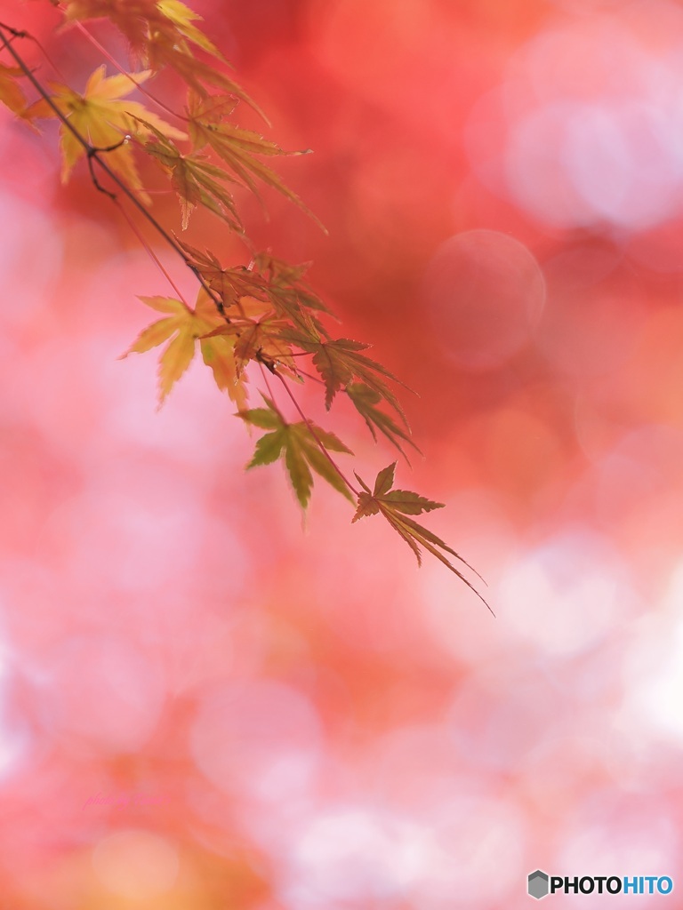 紅葉始まり ①